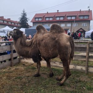 Spotkanie Opłatkowe przy Żywej Szopce w Jerzmanowicach