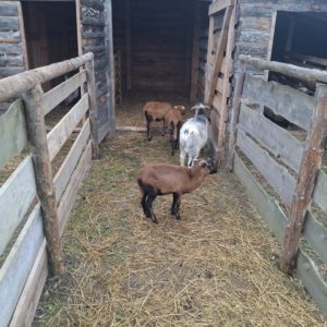 Spotkanie Opłatkowe przy Żywej Szopce w Jerzmanowicach